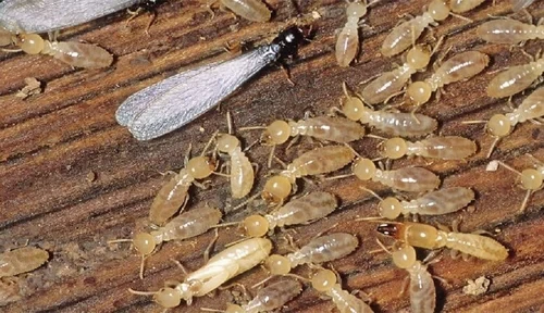 Timber Pest Management